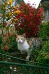花丛中的猫咪