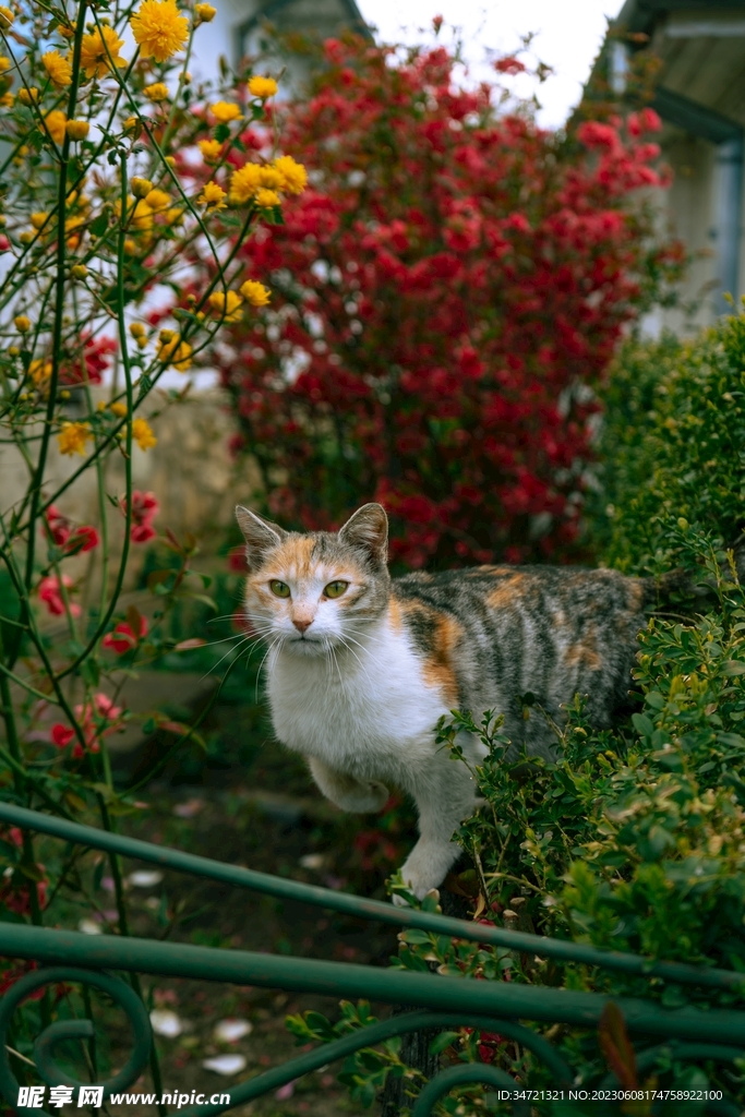 花丛中的猫咪