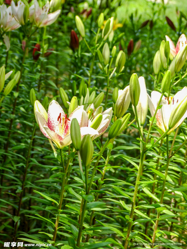 百合花