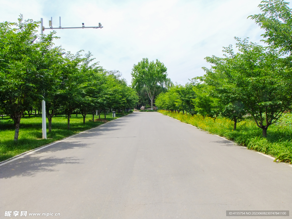 道路绿化