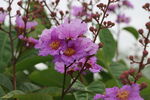 紫薇花