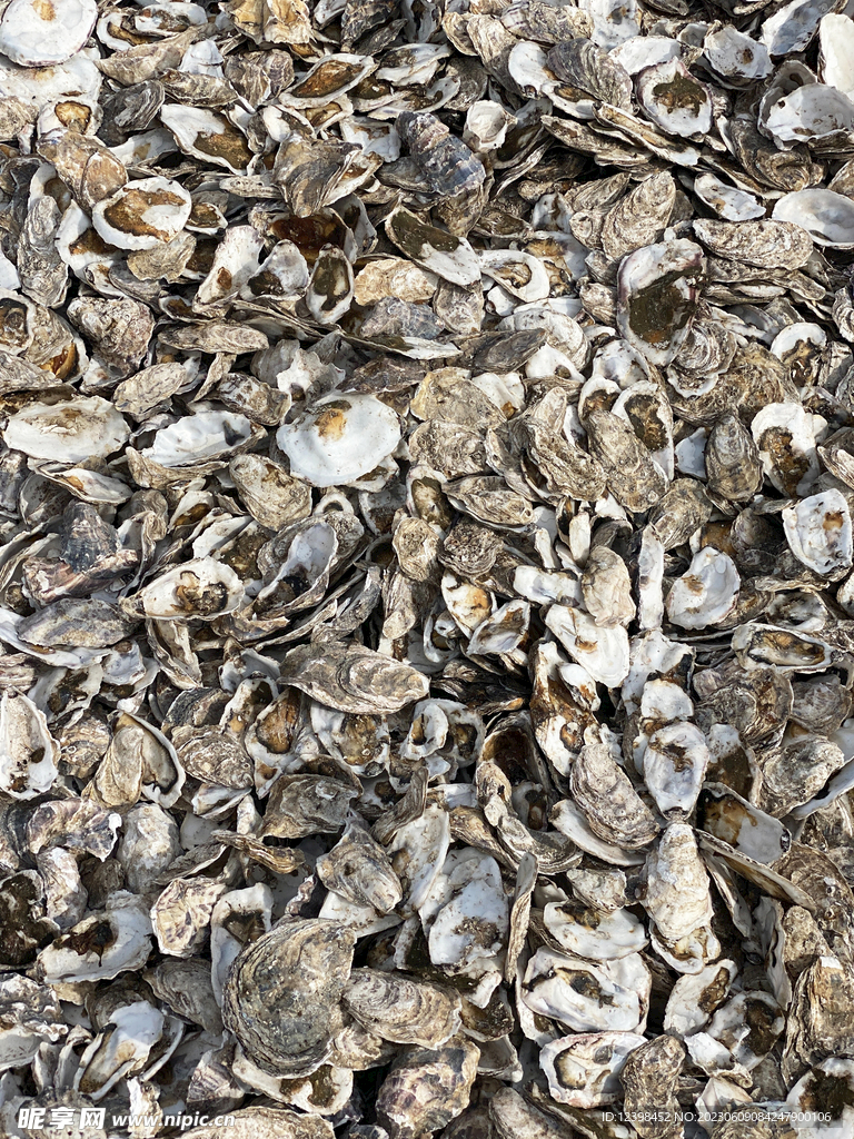生蚝