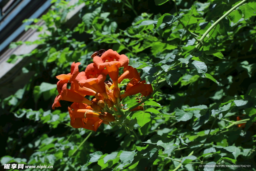 凌霄花 