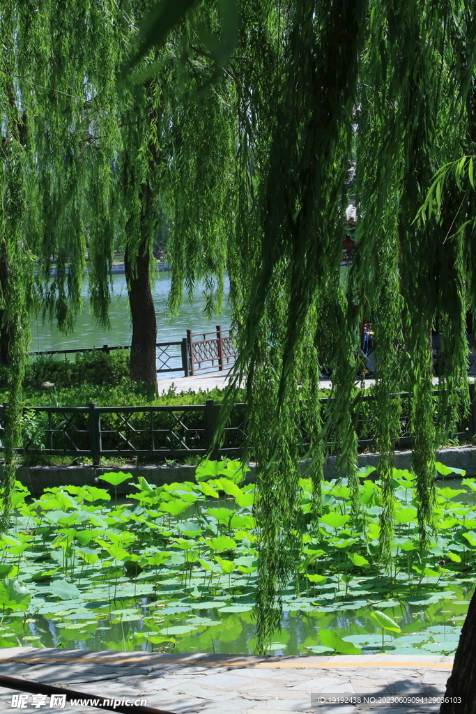 荷塘风景 