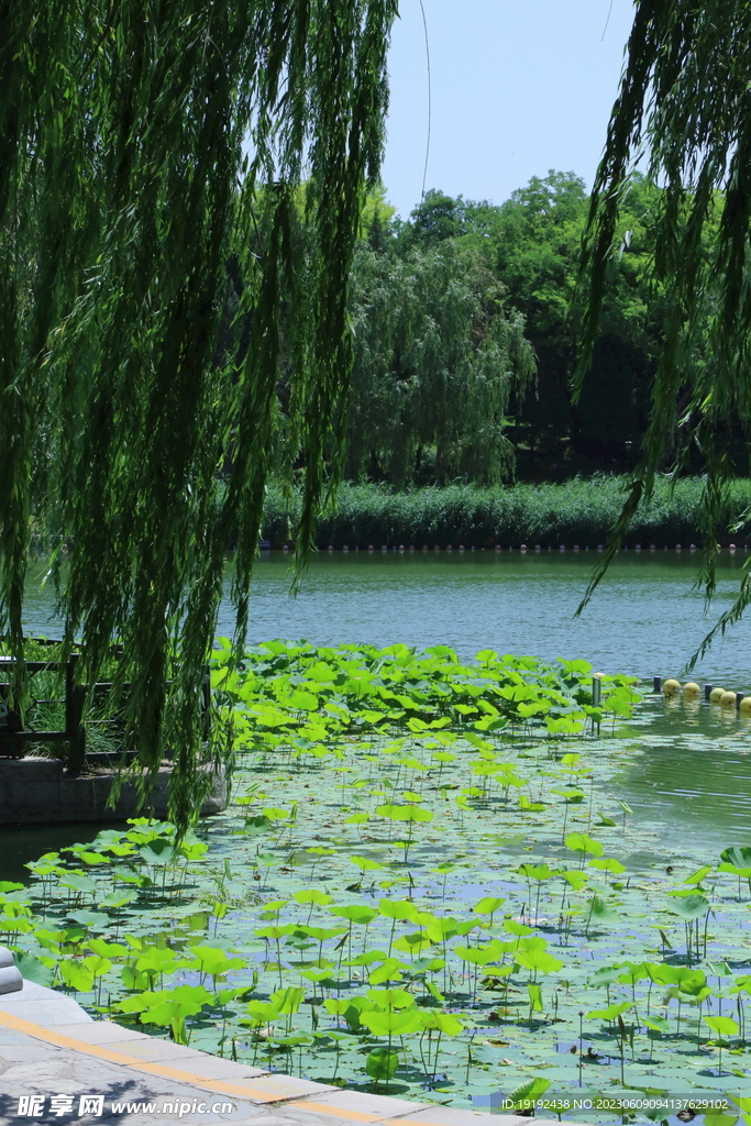荷塘风景 