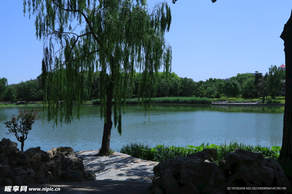 垂柳风景