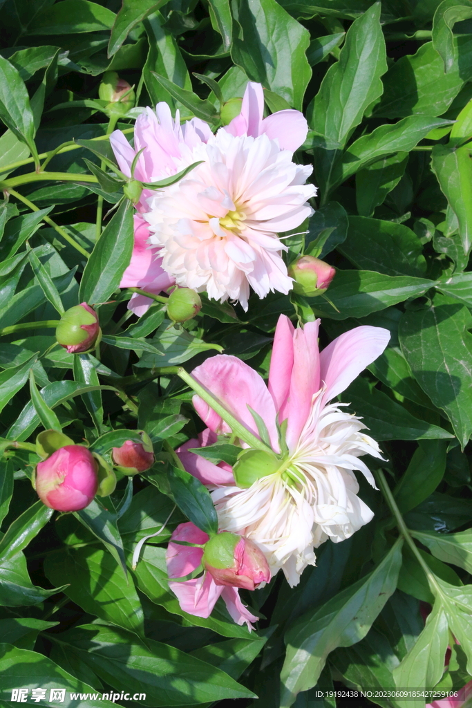 芍药花 