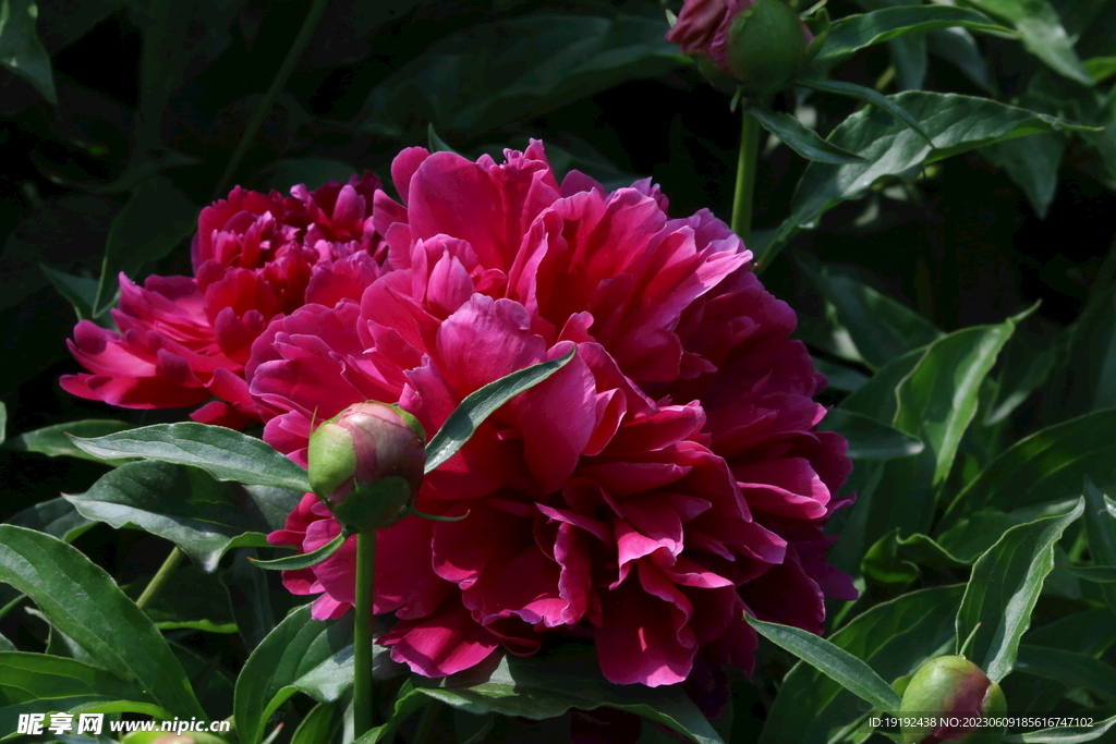 芍药花  