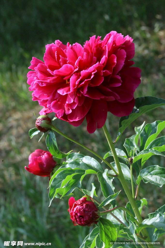 芍药花 
