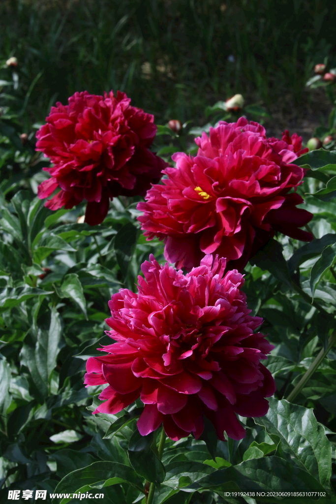 芍药花 