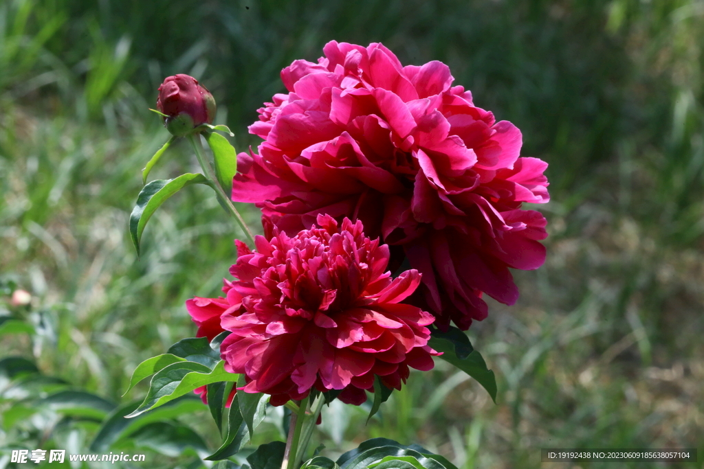 芍药花 