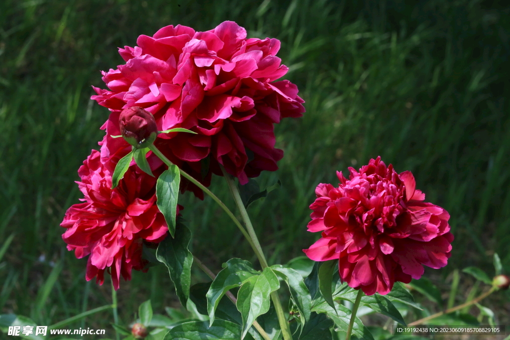 芍药花 