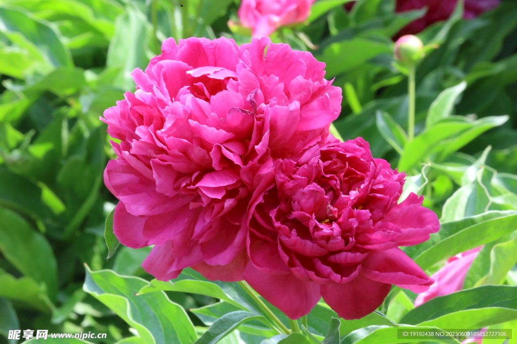 芍药花  
