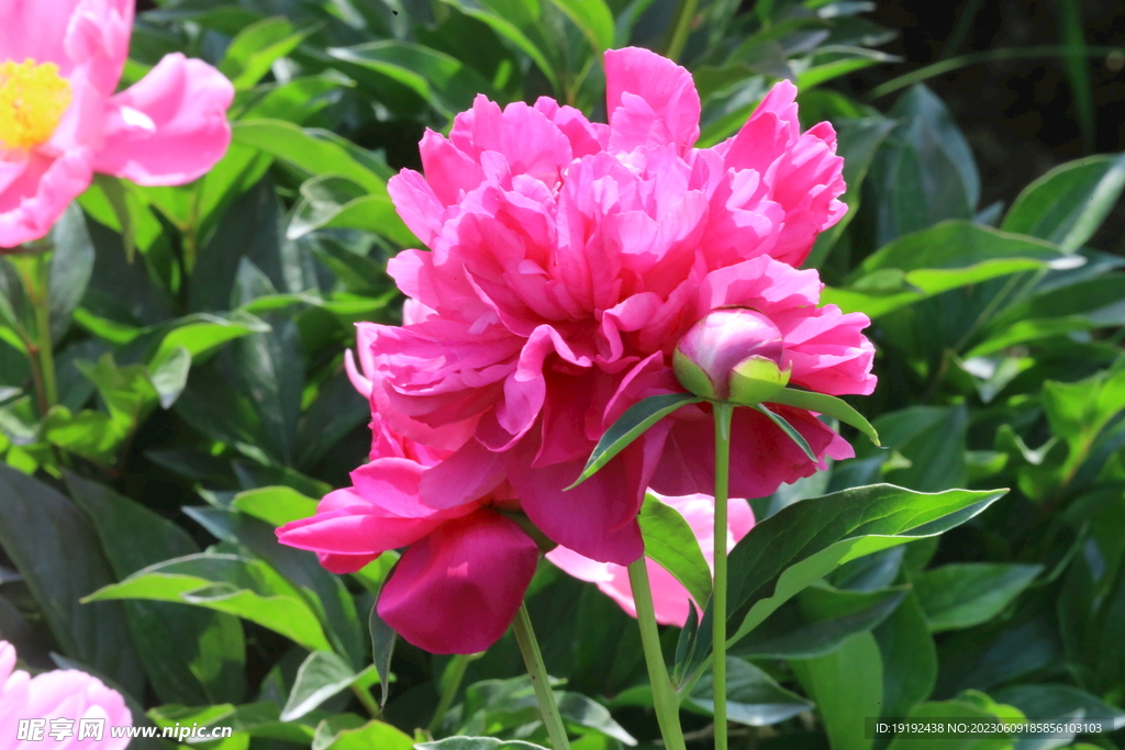 芍药花  
