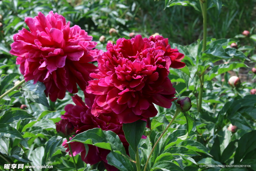 芍药花  
