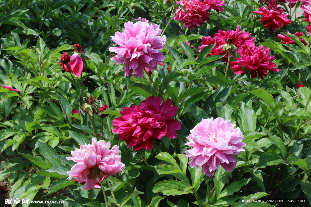 芍药花 