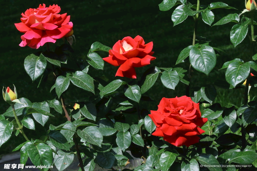 月季花 