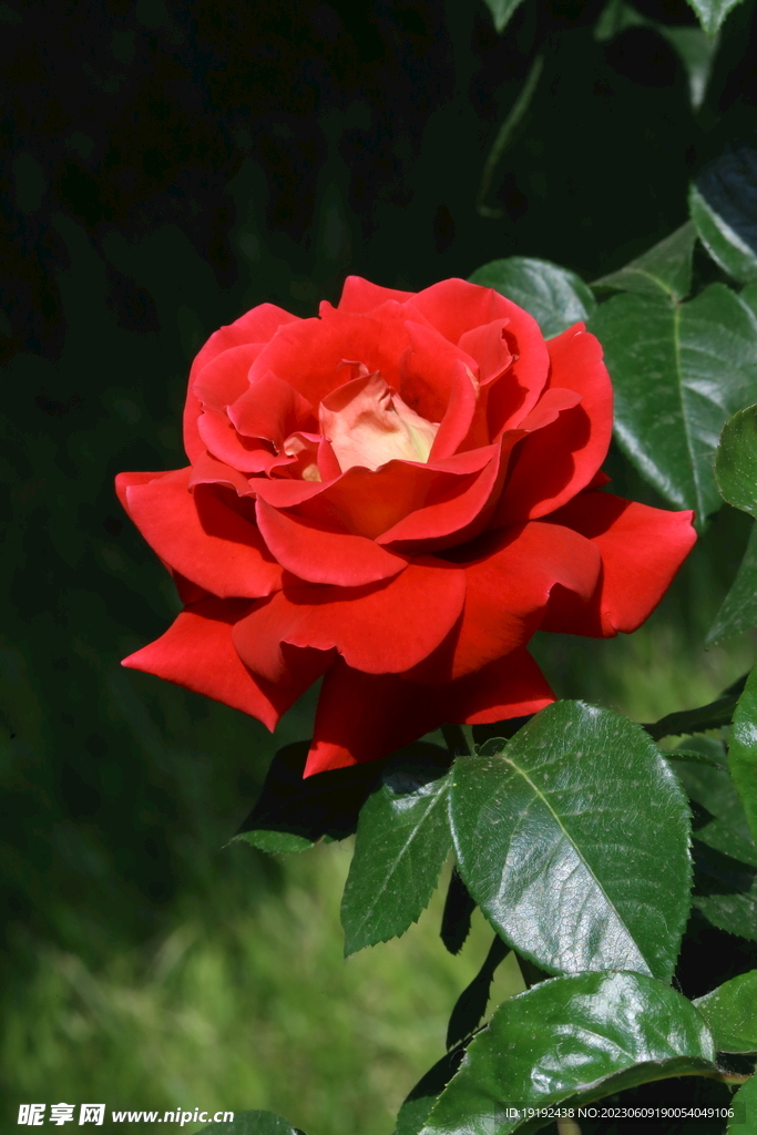 月季花