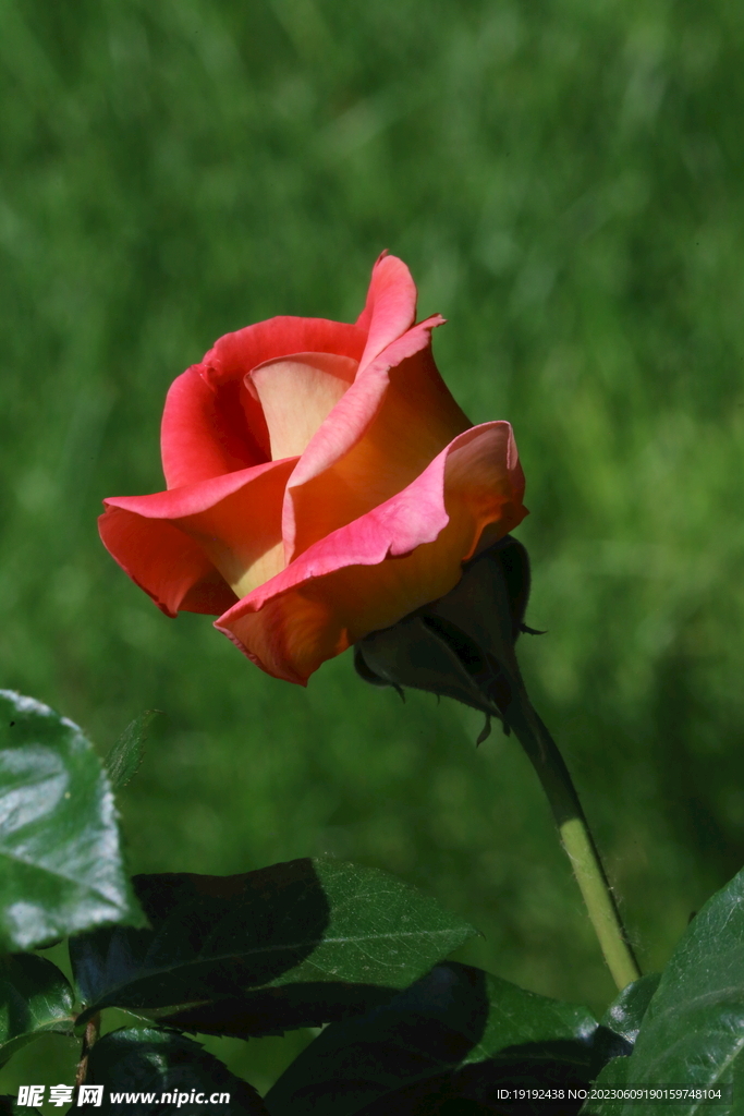 月季花