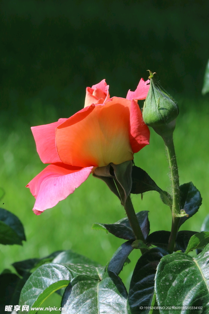 月季花 