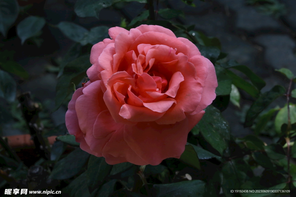 月季花