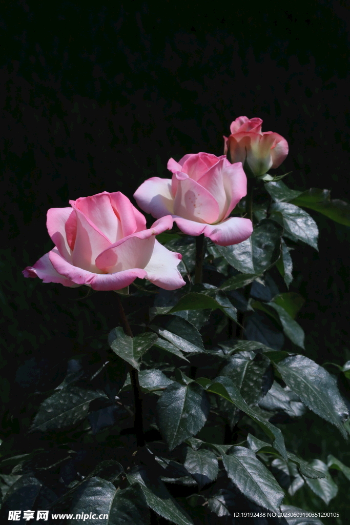 月季花 