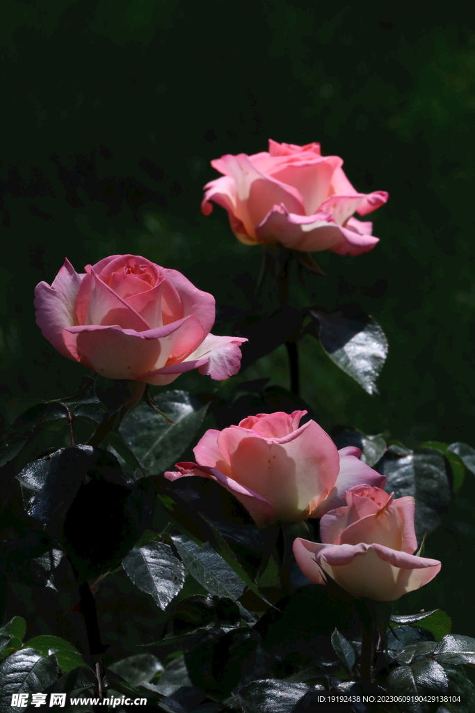 月季花
