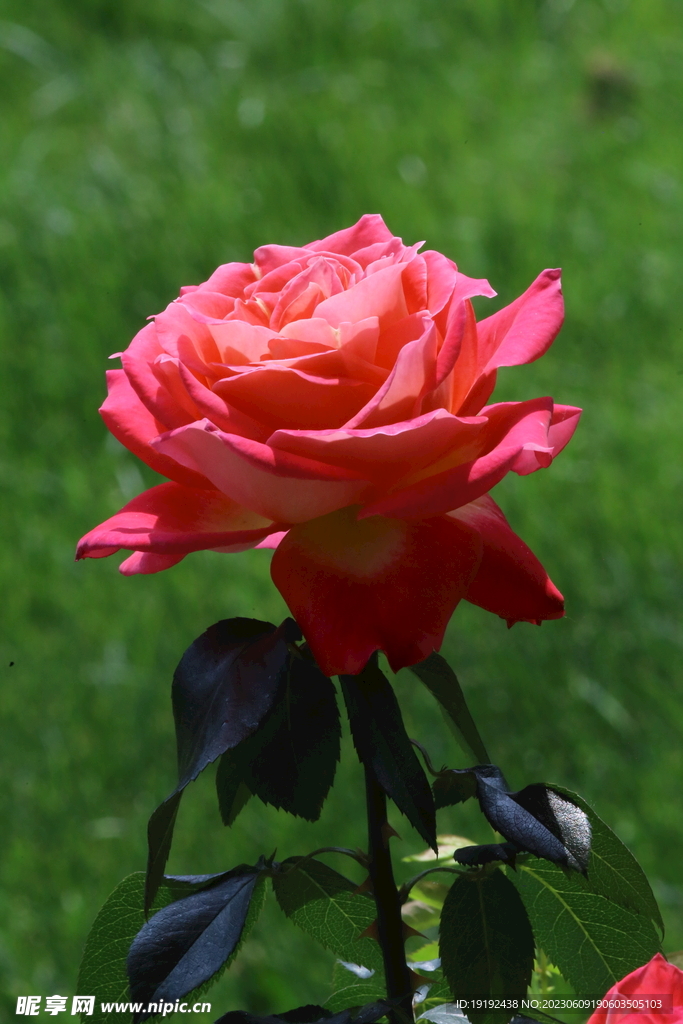 月季花