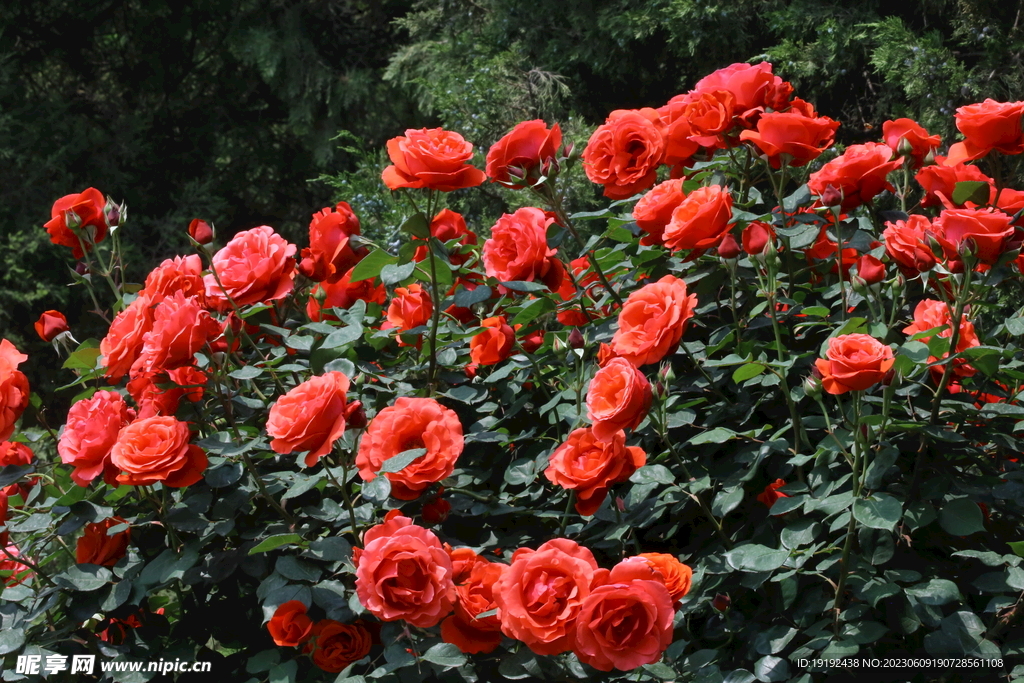 月季花 