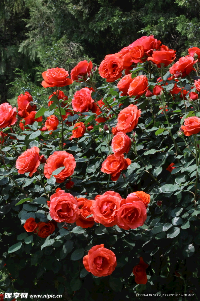 月季花 