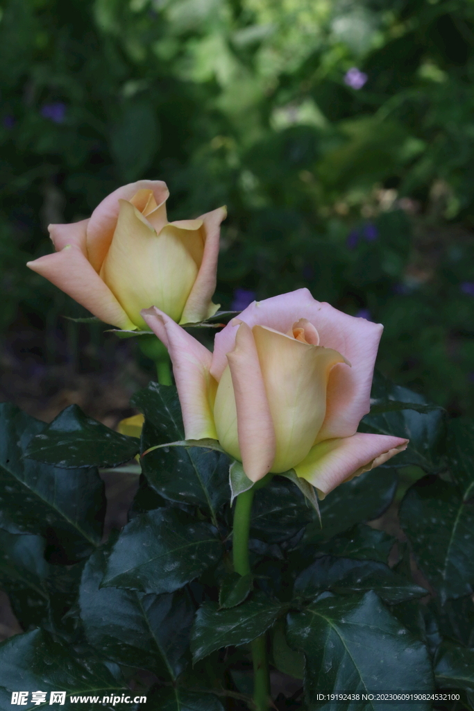 月季花 