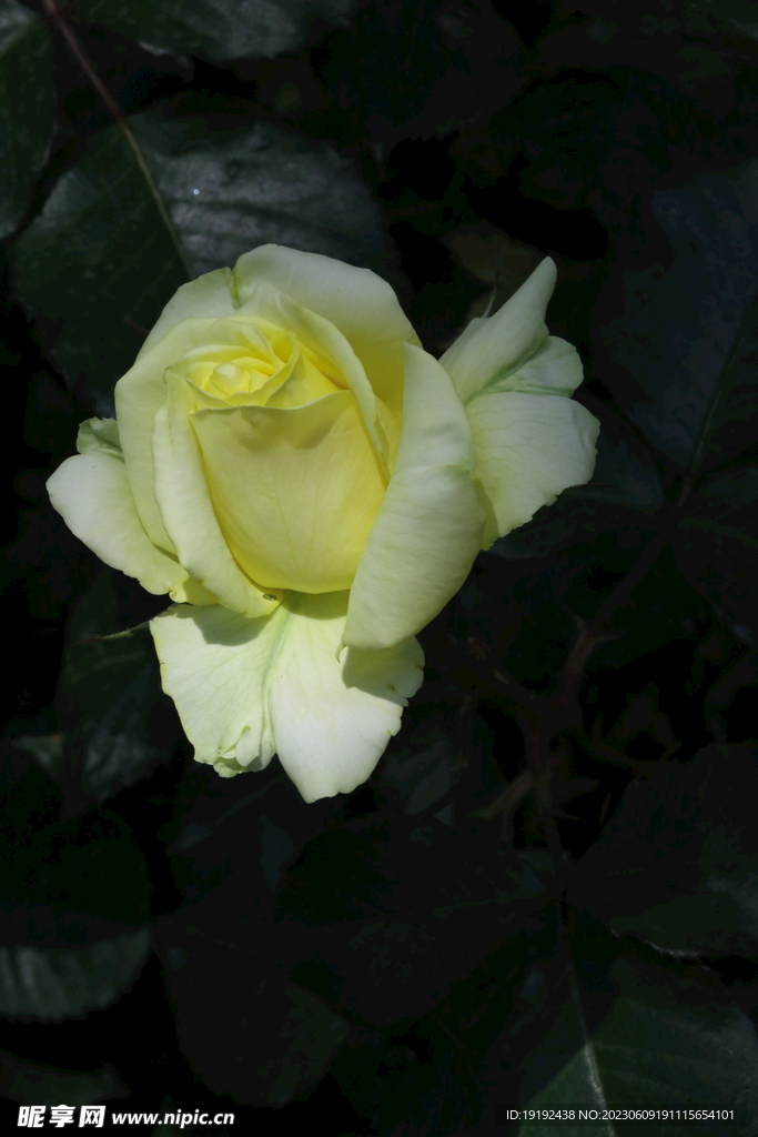 月季花