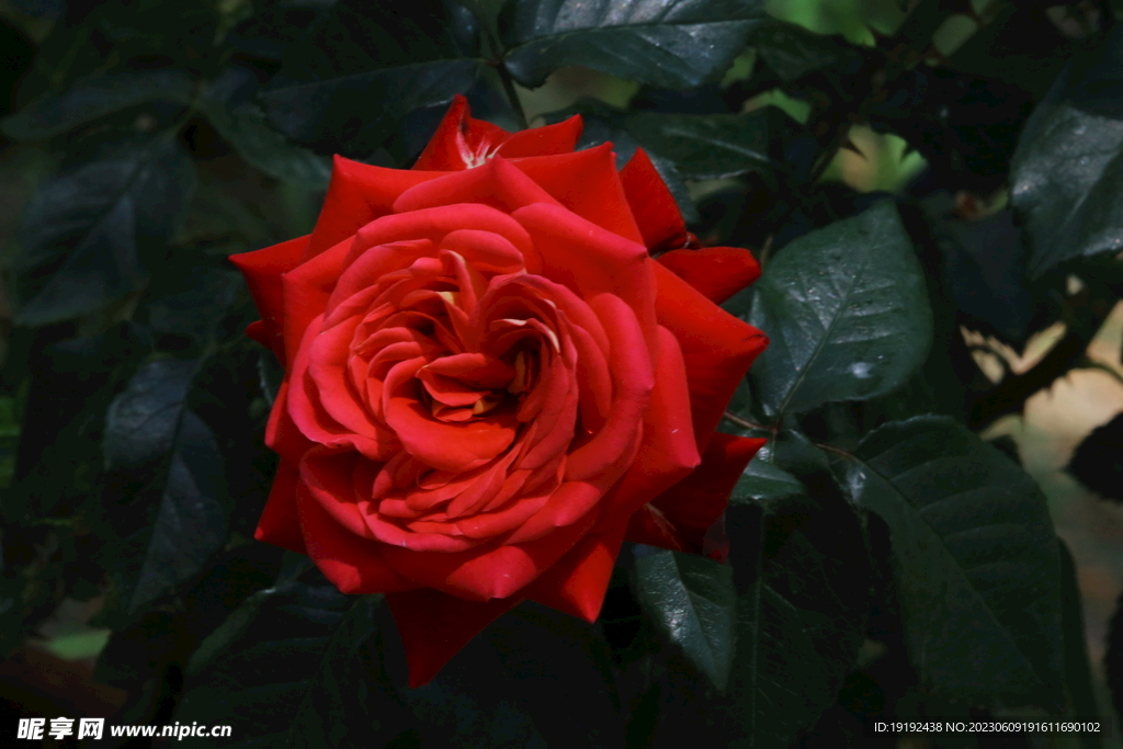 月季花
