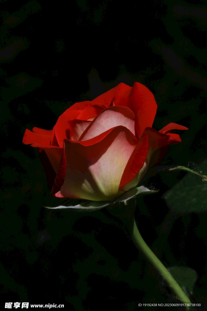 月季花