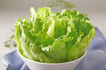 生菜