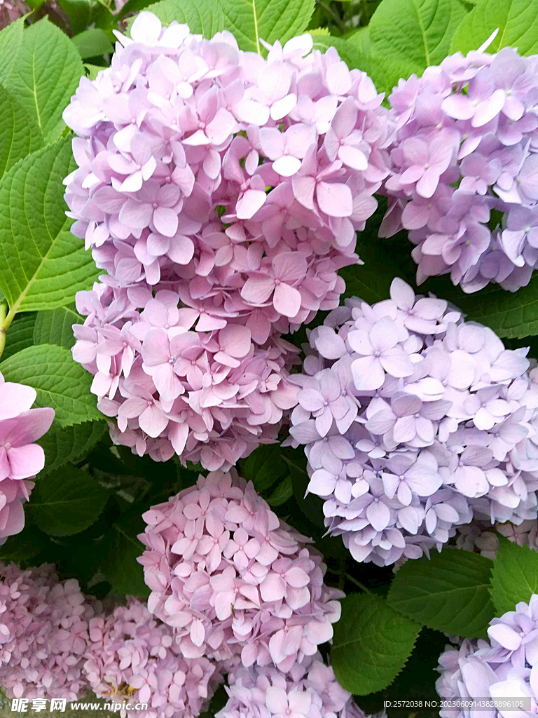 绣球花开