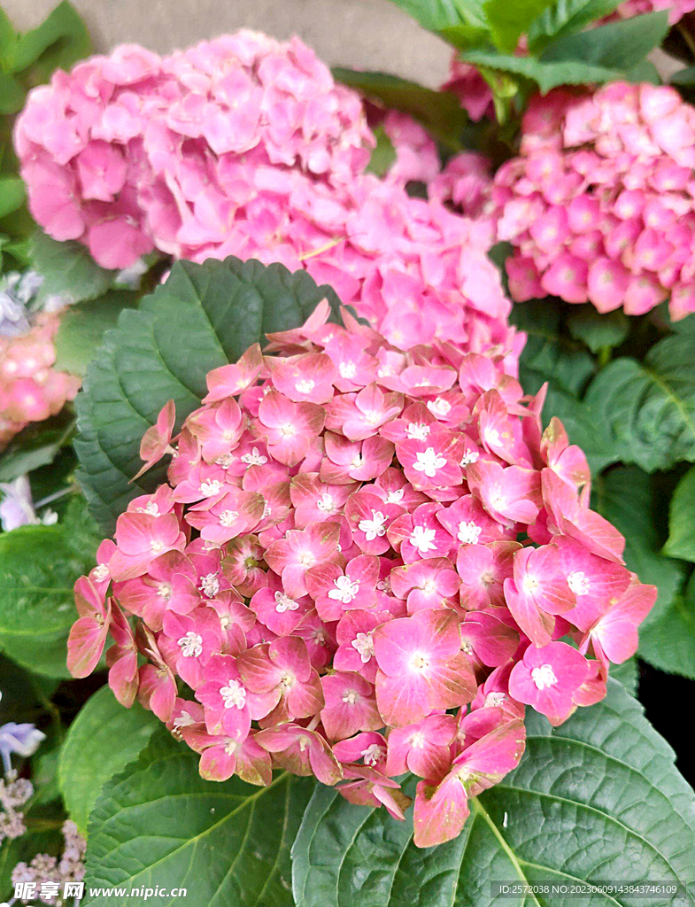 绣球花开