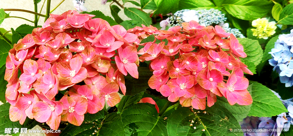 绣球花开