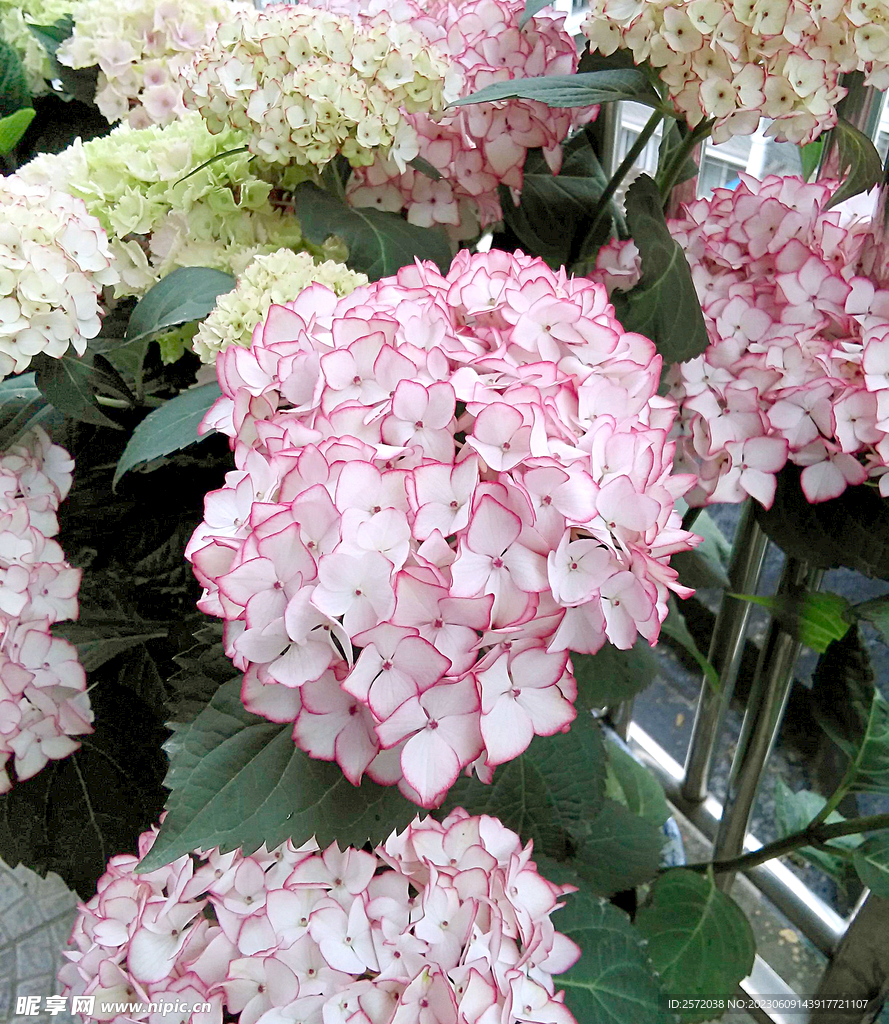 绣球花开