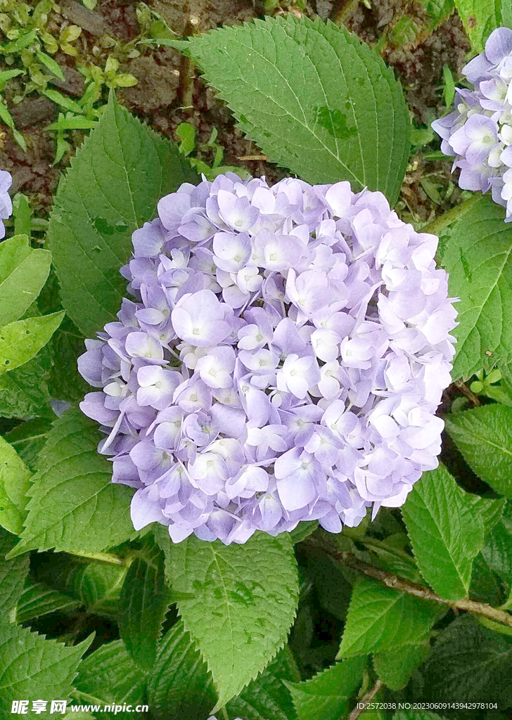 绣球花开