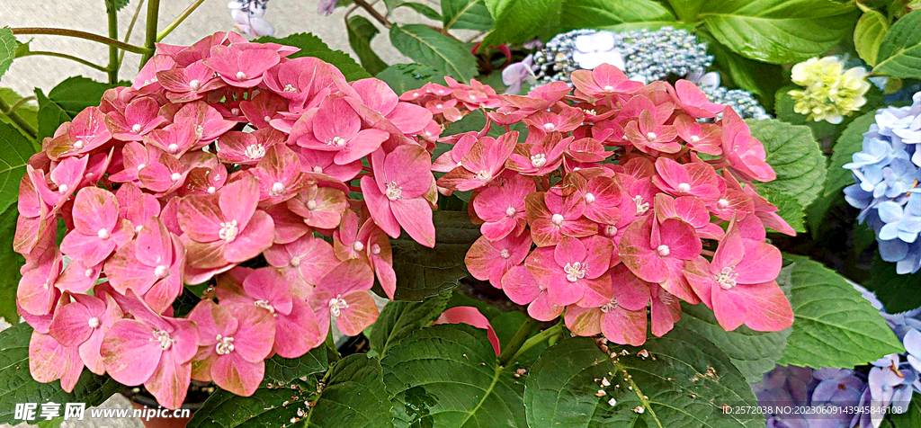 绣球花开