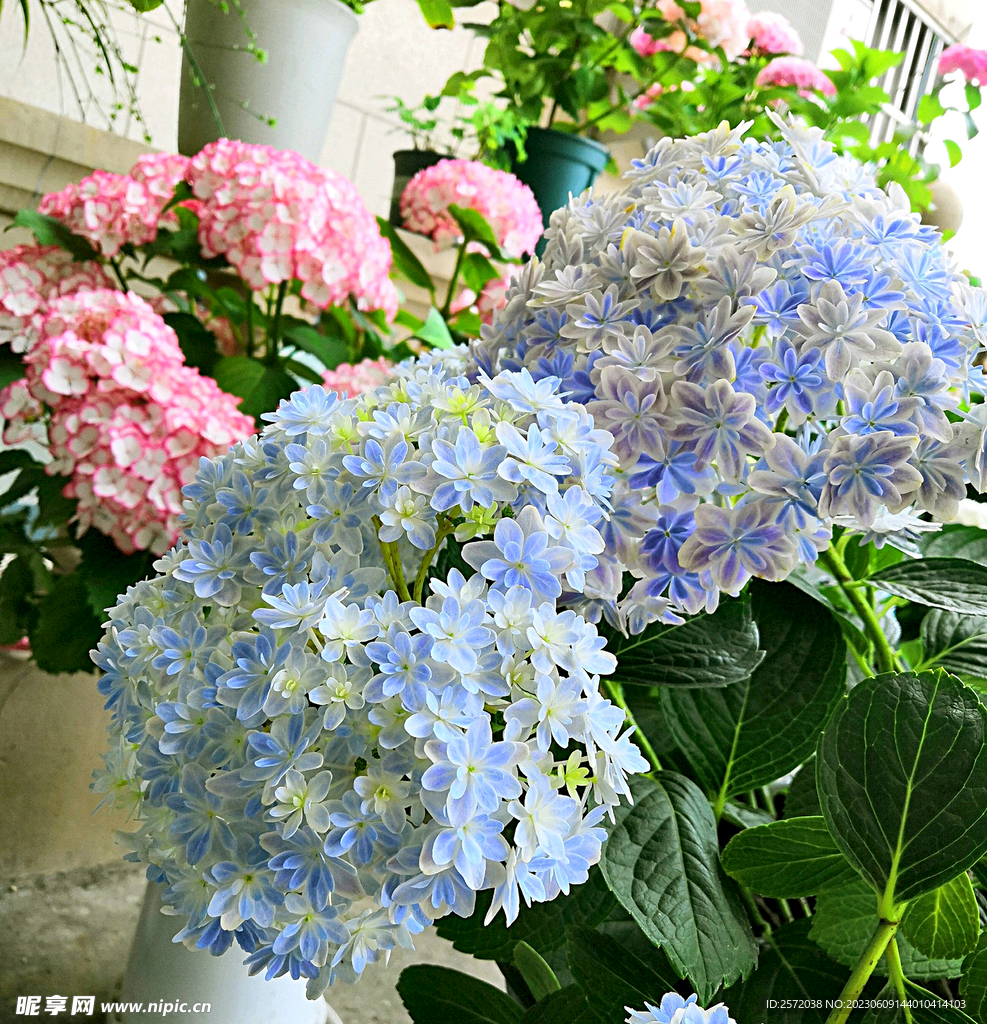 绣球花开
