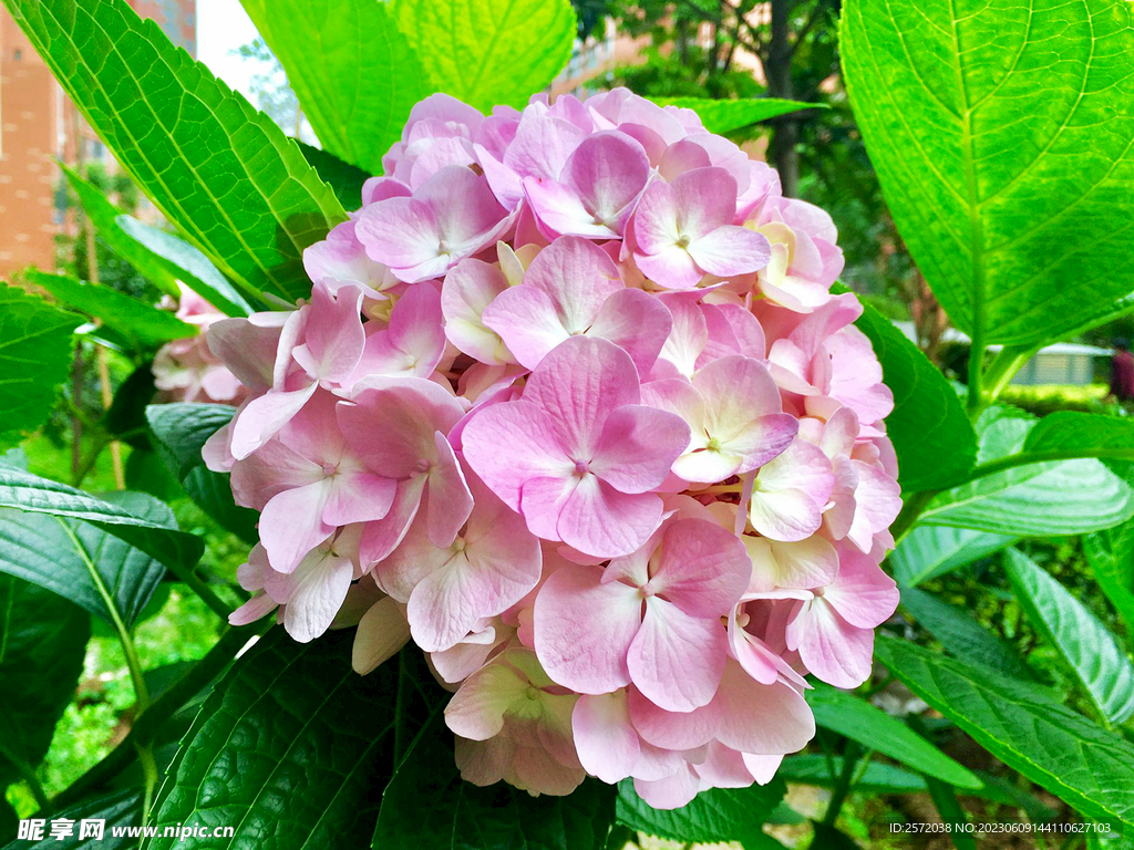 绣球花开
