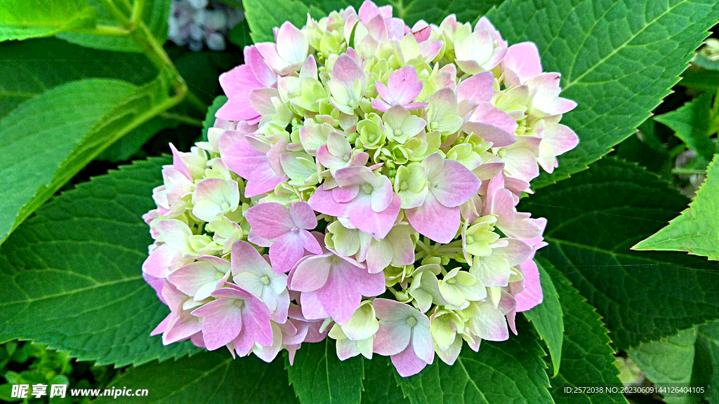 绣球花开
