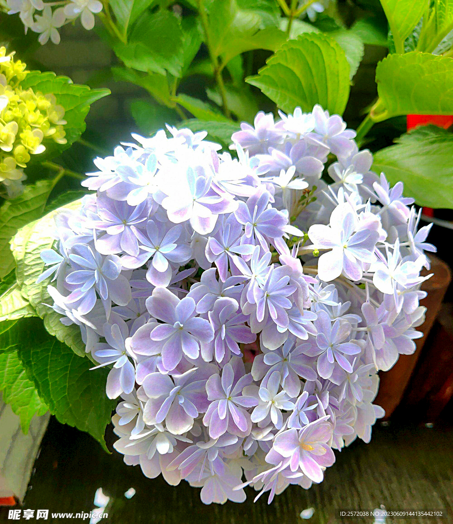绣球花开