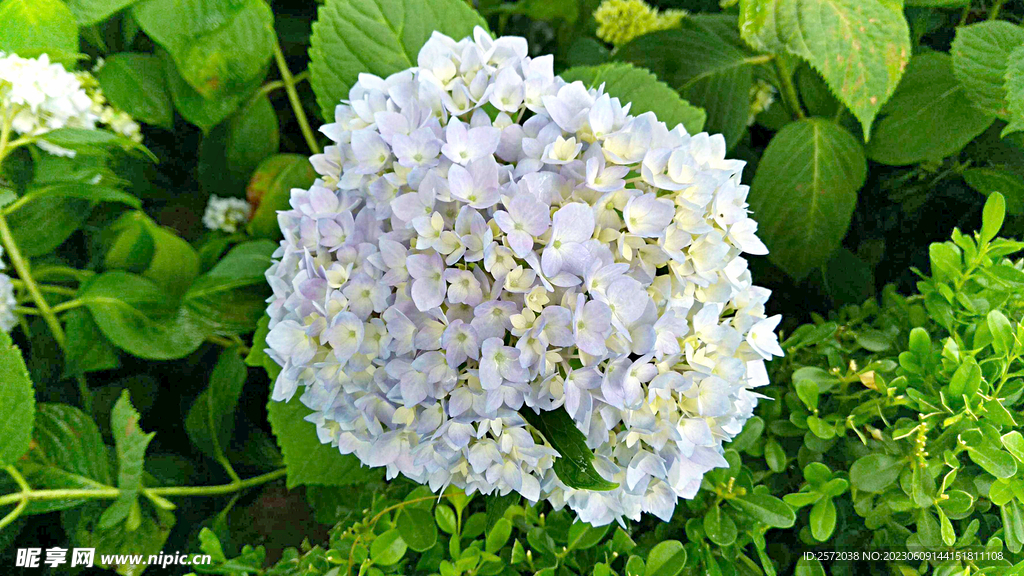绣球花开