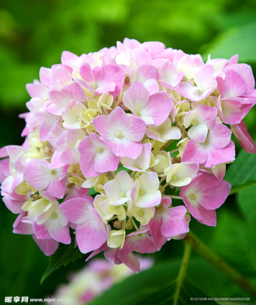 绣球花开