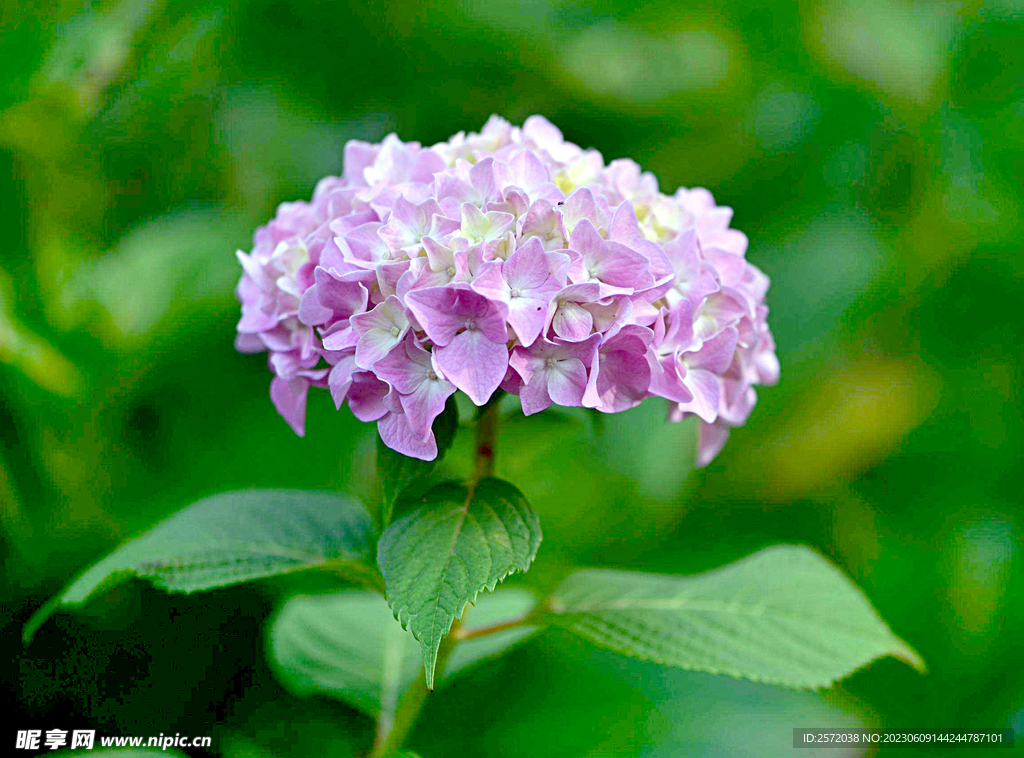 绣球花开
