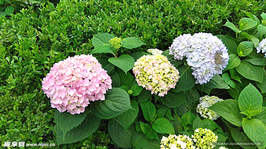 绣球花开