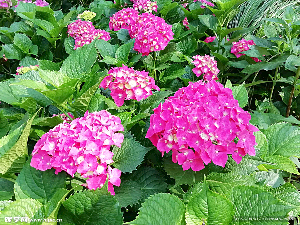 绣球花开